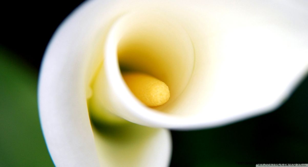 White Calla Lily HD desktop wallpaper  Widescreen  High White Calla Lily HD desktop wallpaper  Widescreen  High