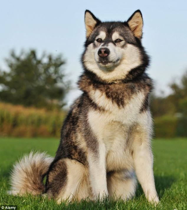 Kandang Anjing Anjing Alaskan Malamute