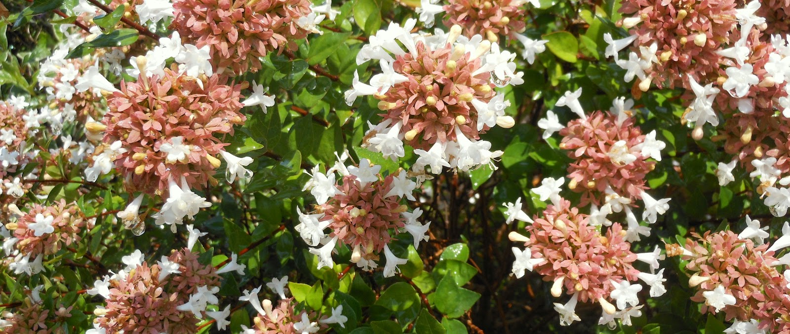Real World Gardener Amazing Abelia Is Plant Of The Week