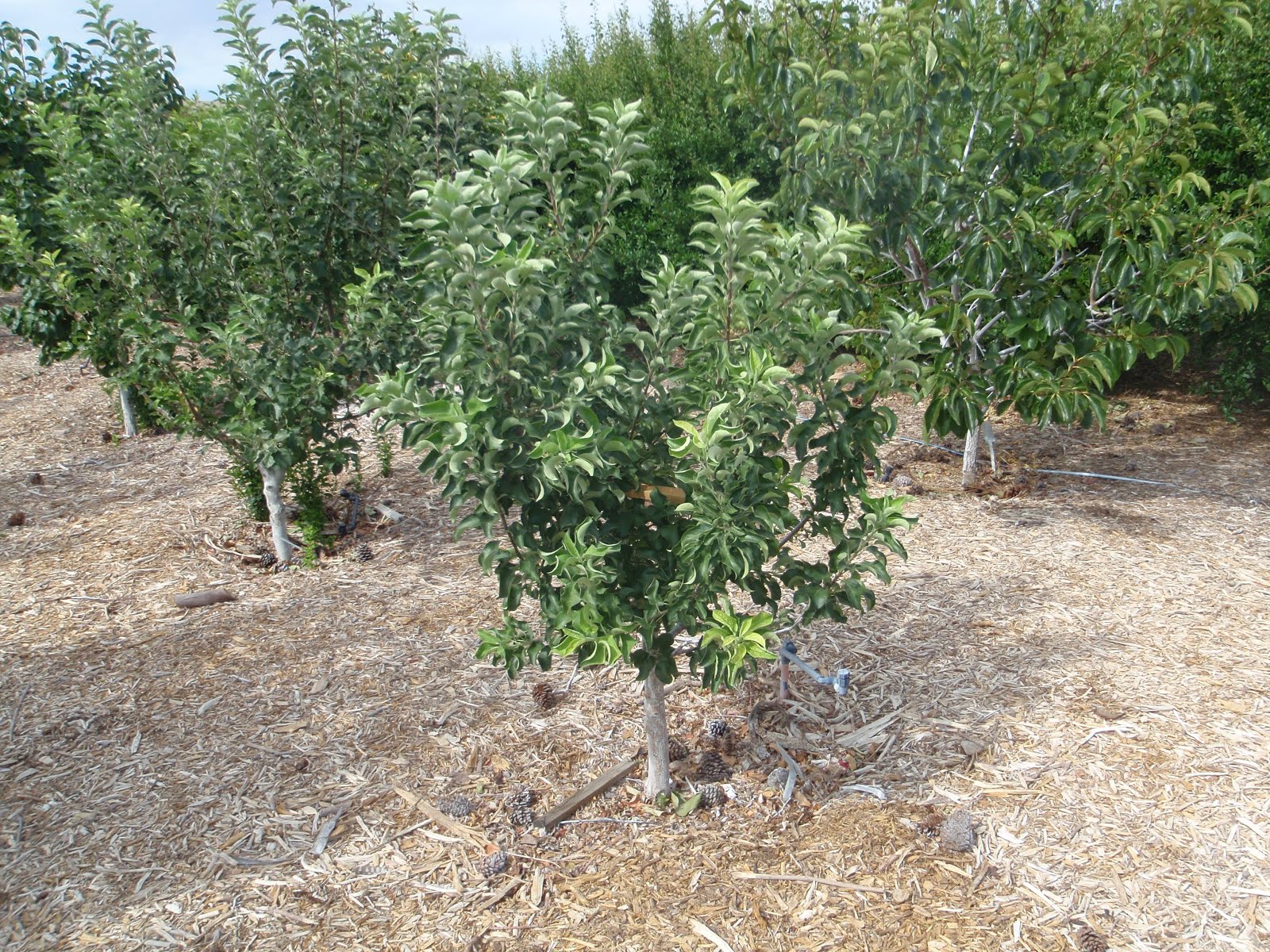 Xtremehorticulture of the Desert Apple Variety Testing for the Mojave