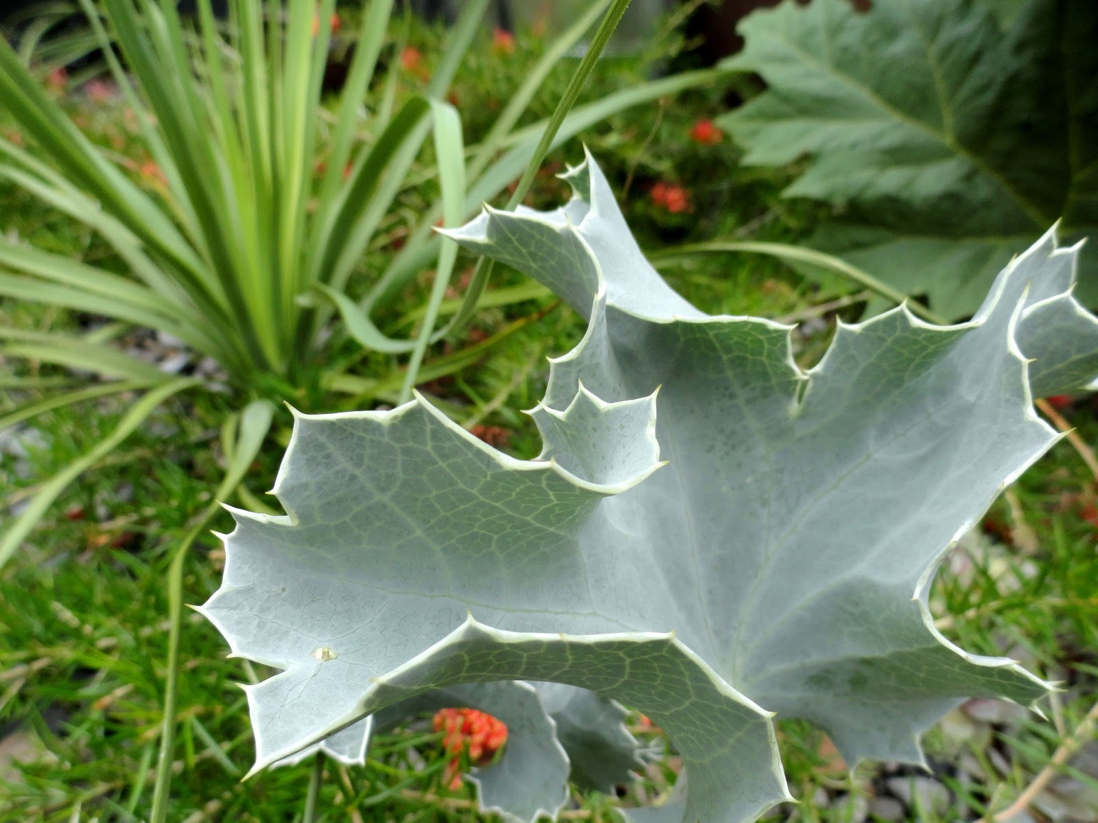 danger garden Eryngium maritimum, my favorite plant in the garden this