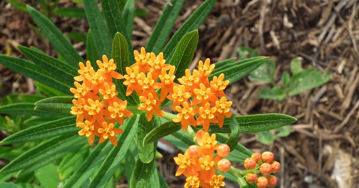 Welcome to my Garden: FLOWERS