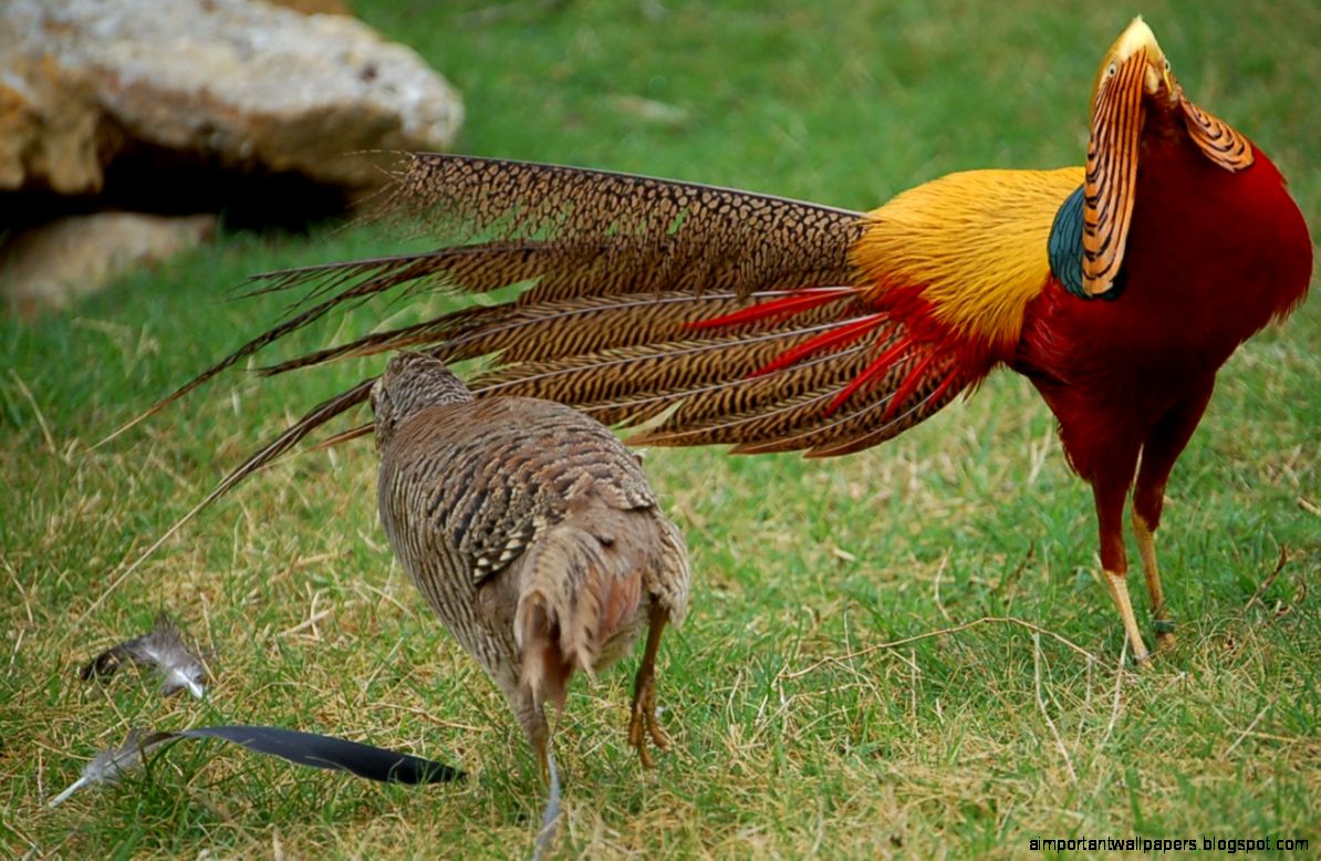 27 Golden Pheasant Birds HD Wallpapers 456 Golden Pheasant 27 Golden Pheasant Birds HD Wallpapers 456 Golden Pheasant
