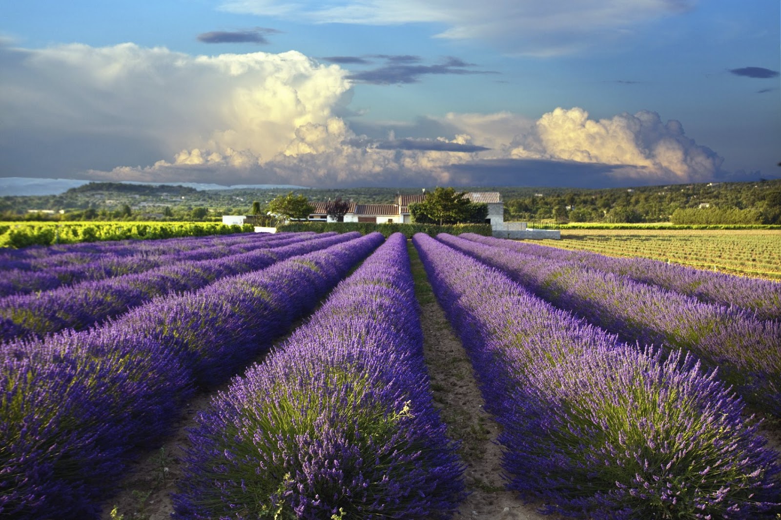 5 thung lũng oải hương rực rỡ ngày hè 5 provence