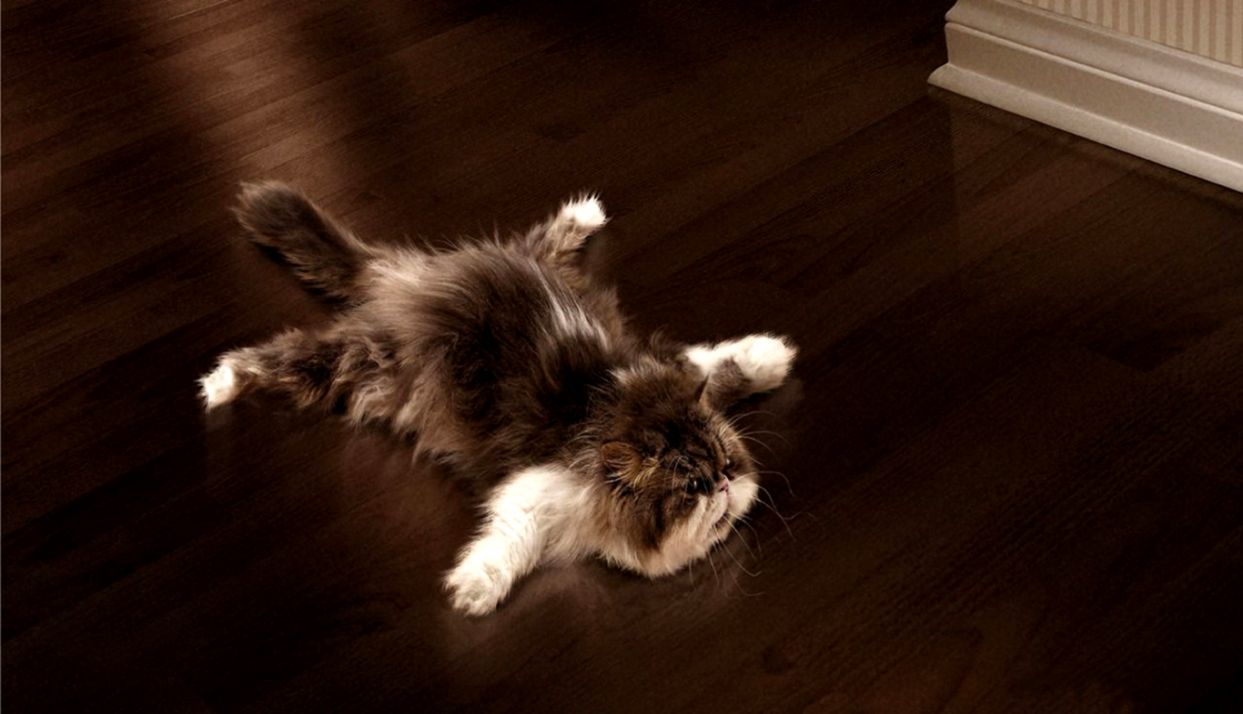 Funny Cat Death Wallpaper HD 5407 Wallpaper High Resolution