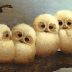 Baykuş Gif-Owl Gif