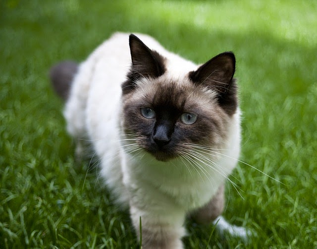 Pet's We Love Top 5 of the Most Affectionate Cat Breeds