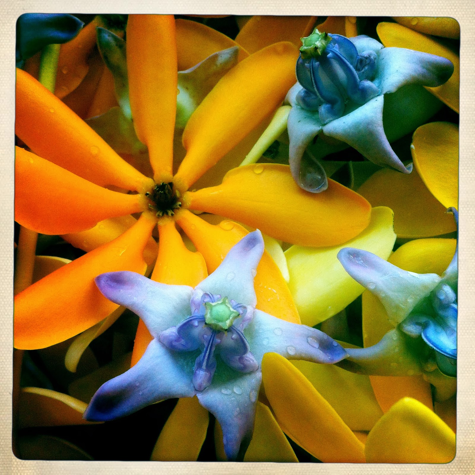 Grow Your Own Paradise Fayettevilles Top Gardening Tips - hikg2xm