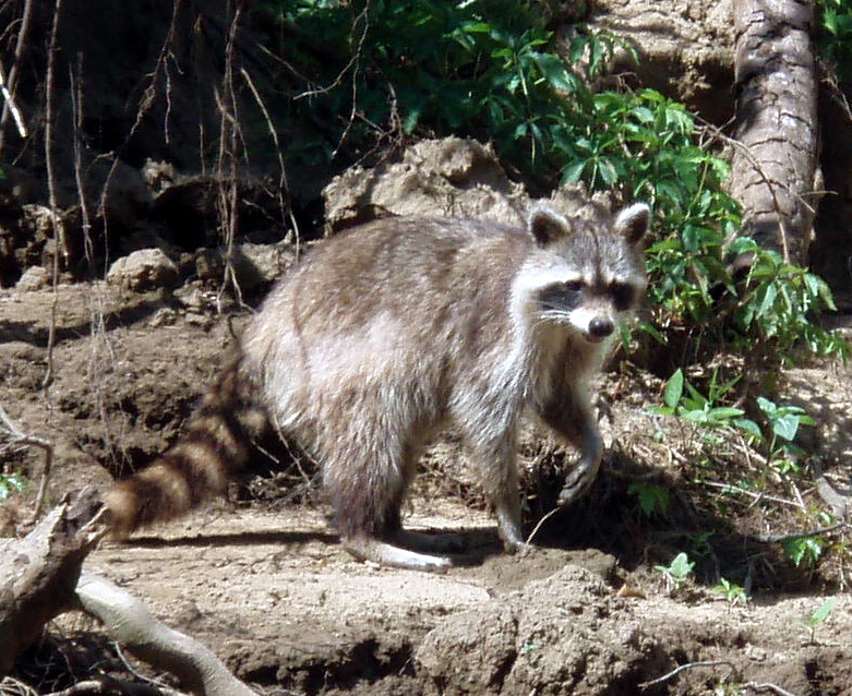 Small Mammals of Arkansas Trails of Arkansas (& now California)