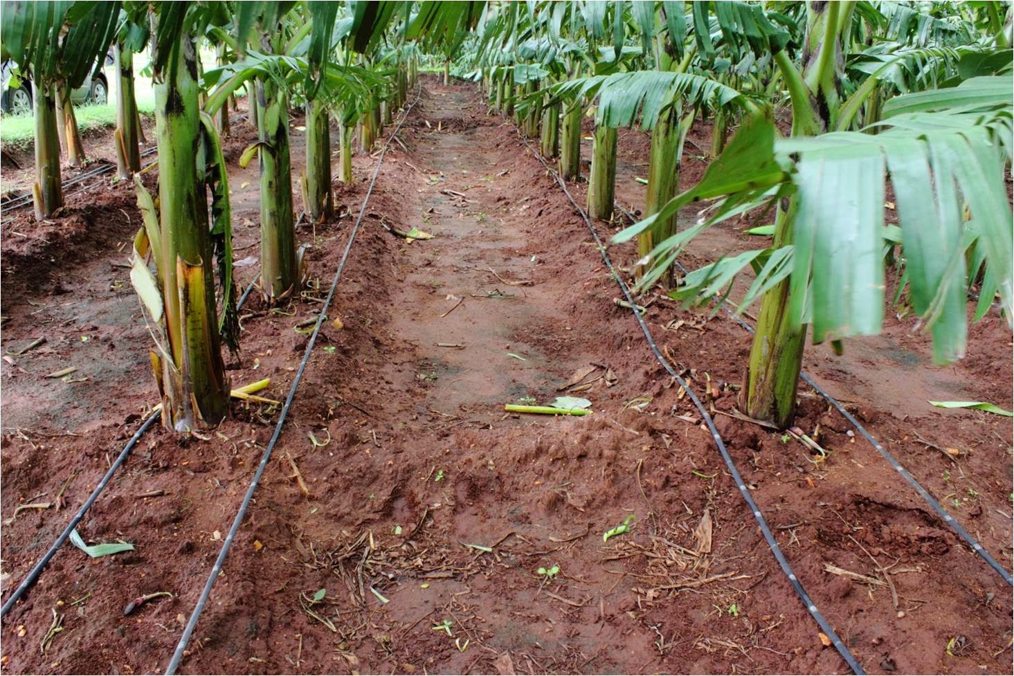 cost per acre for drip irrigation in india - cultivation of crops
