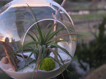 glass globe terrariums
