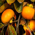 American Persimmon Trees - Diospyros virginiana