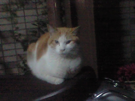 20100513-CA3A0007001.JPG