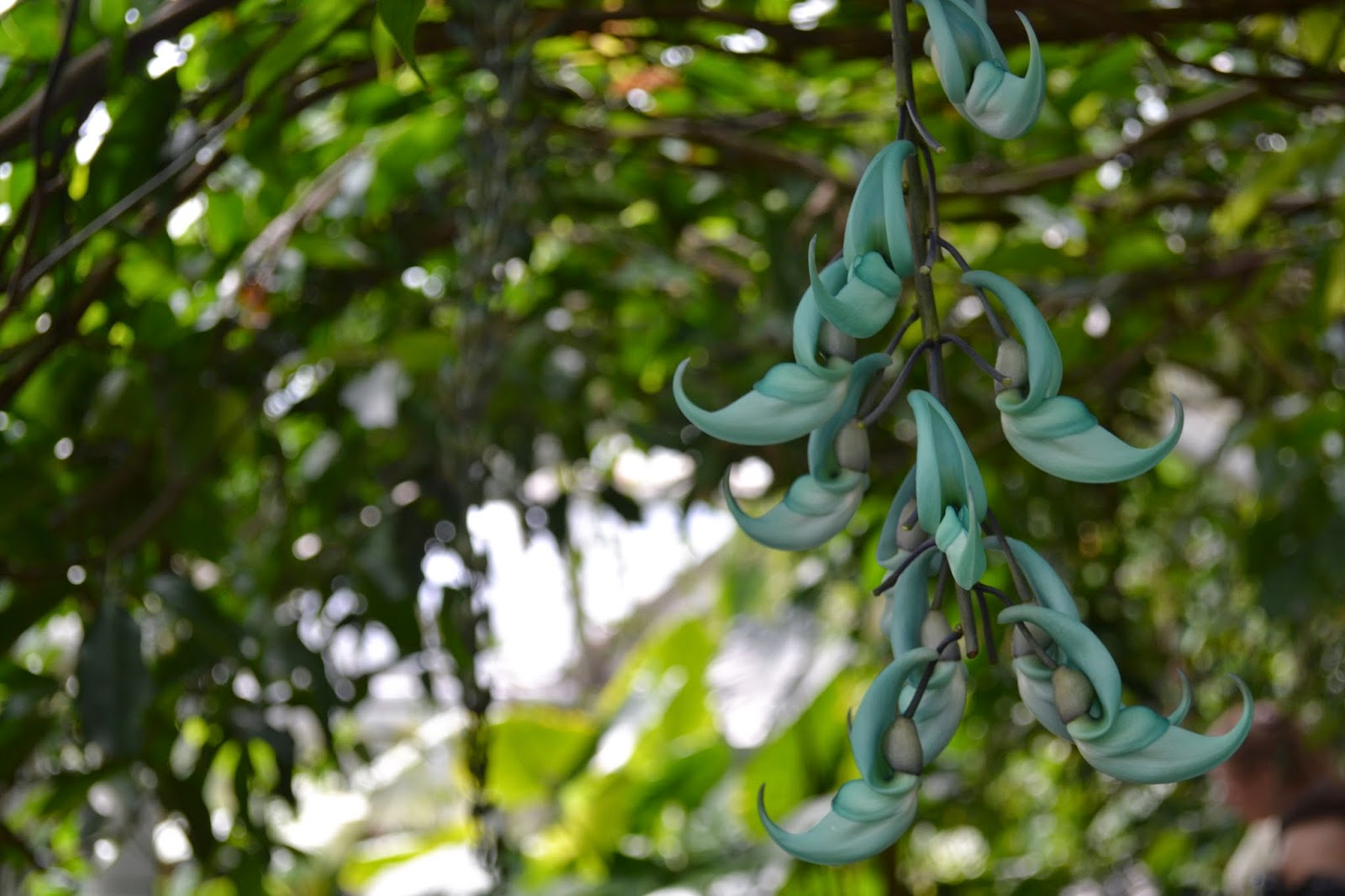 Cambridge University Botanical Garden, England Jade Vine