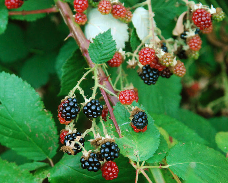 blackberry harvest