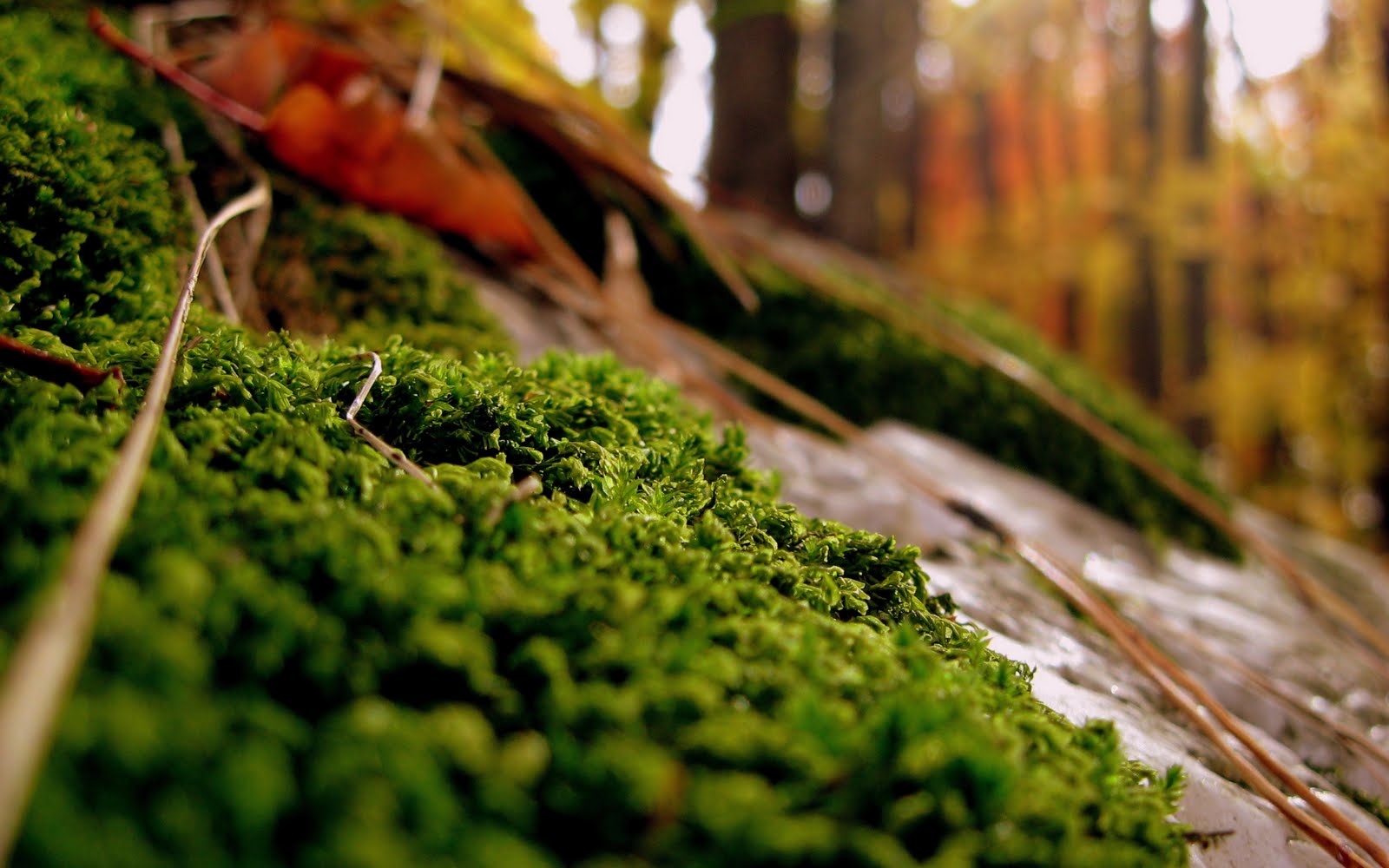 Mac OS X Wallpapers HD - NoobsLab | Tips for Linux, Ubuntu, Reviews