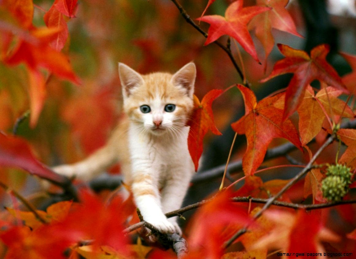 Pretty Cat Picture Running In Fall Leaves HD Wallpapers Animal Pretty Cat Picture Running In Fall Leaves HD Wallpapers Animal