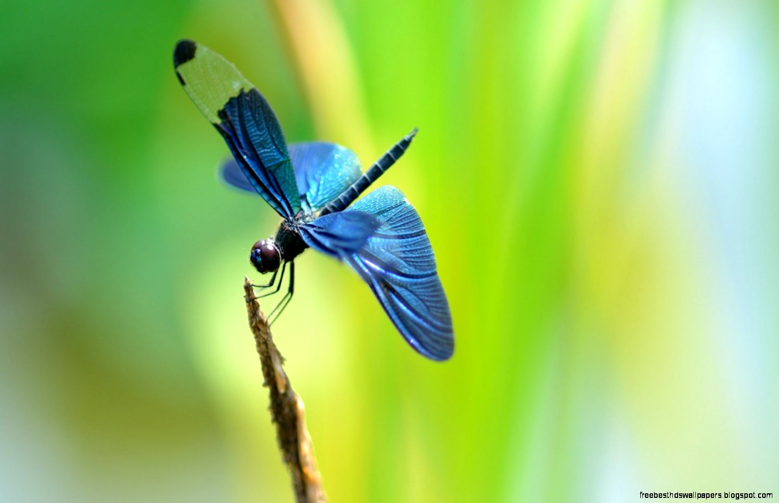 Blue Dragonfly Insect Blue Dragonfly Insect