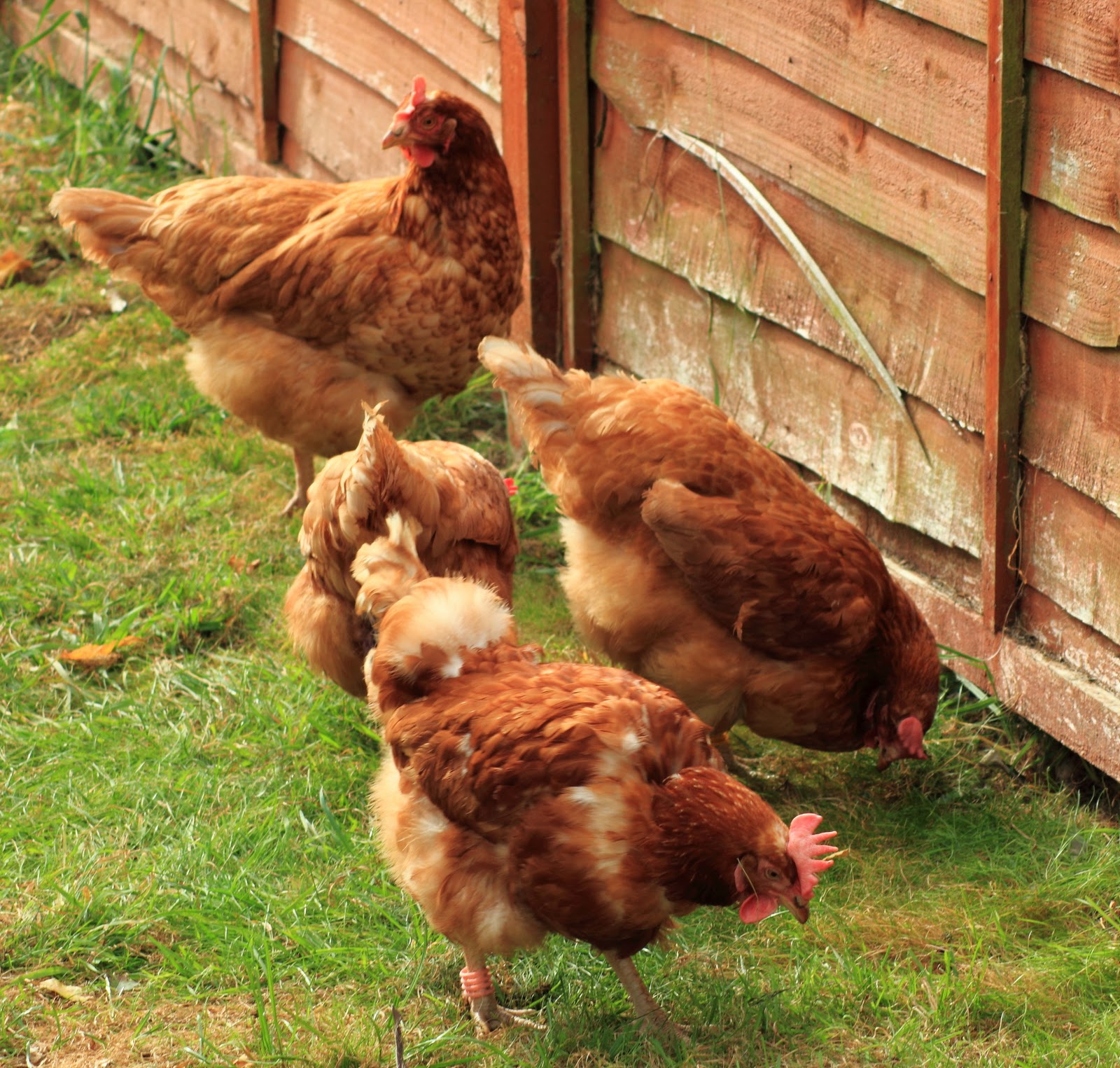 D Wing We've got chickens in our back yard.