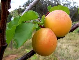 Apricot In Urdu