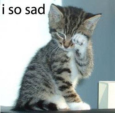 Funny Cat Pictures