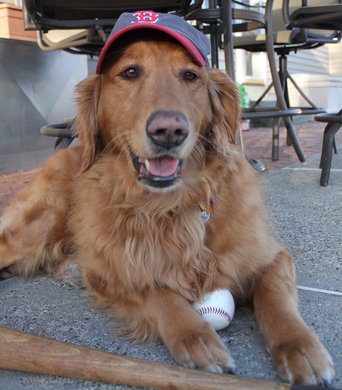 Dog Day at Fenway Park