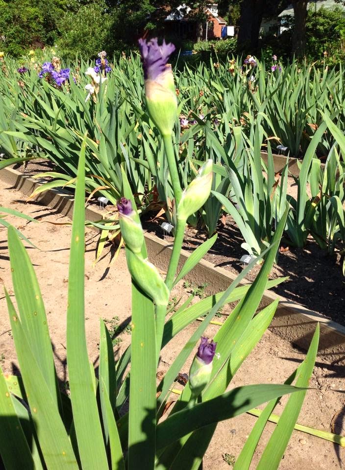 World of Irises "Talking Irises" TALL BEARDED IRISESWHAT IS A "SHOW