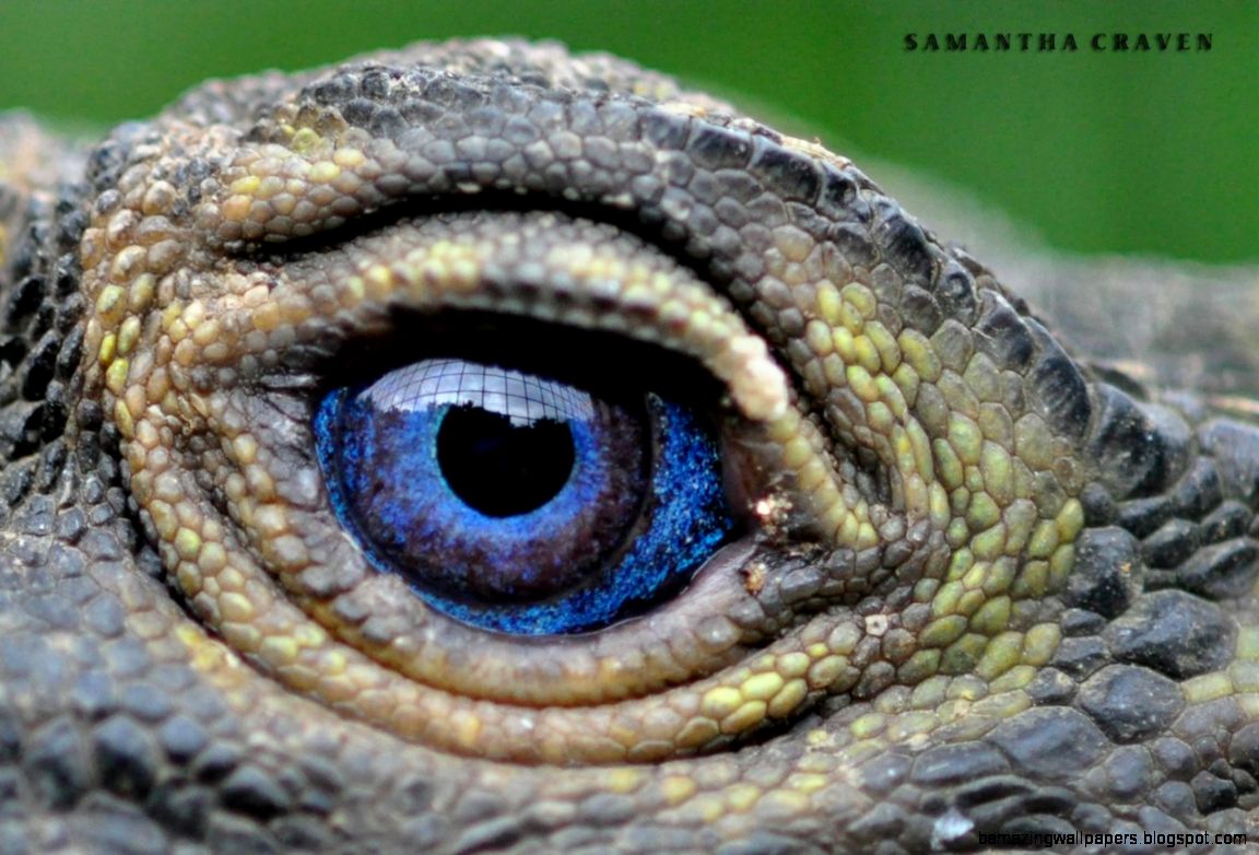 Reptiles and Amphibians  Tiny and Tinier Things Reptiles and Amphibians  Tiny and Tinier Things