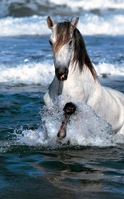 caballo en agua