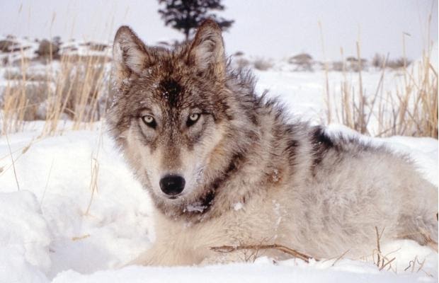 Save Our Nature Wildlife: Grey wolves from Alberta help avert death of