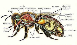 التركيب الكيمياوى لسم النحل معقد إلى حد بعيد, فهو يحتوى على اضغط على الصورة لمشاهدة التفاصيل