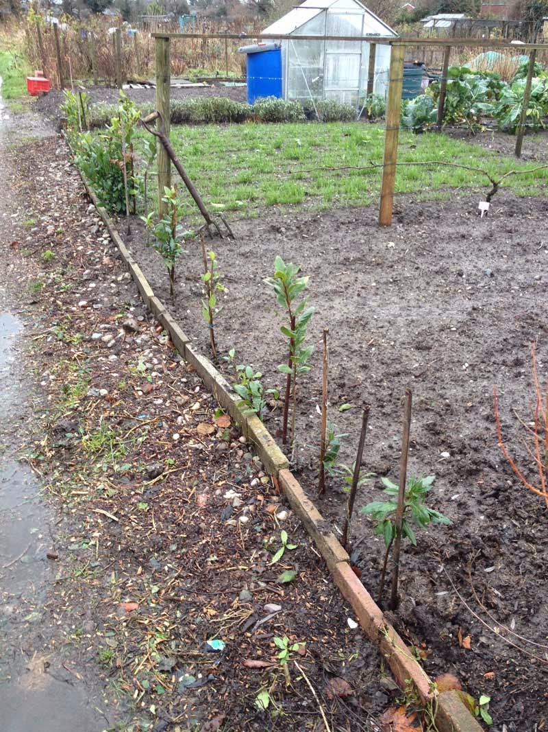 Allotment Garden December 2014