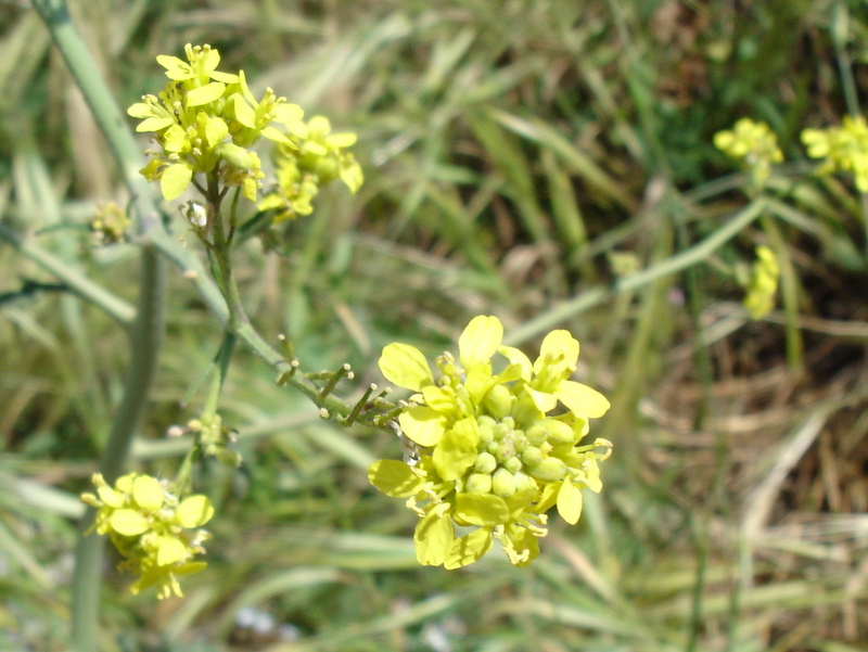 FLORS Bràssica fruticulosa (Brassica fruticulosa)