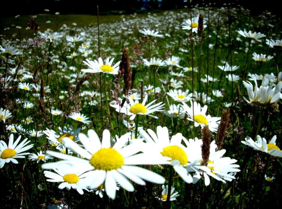 field of daisies by Damn Regrets on DeviantArt field of daisies by Damn Regrets on DeviantArt