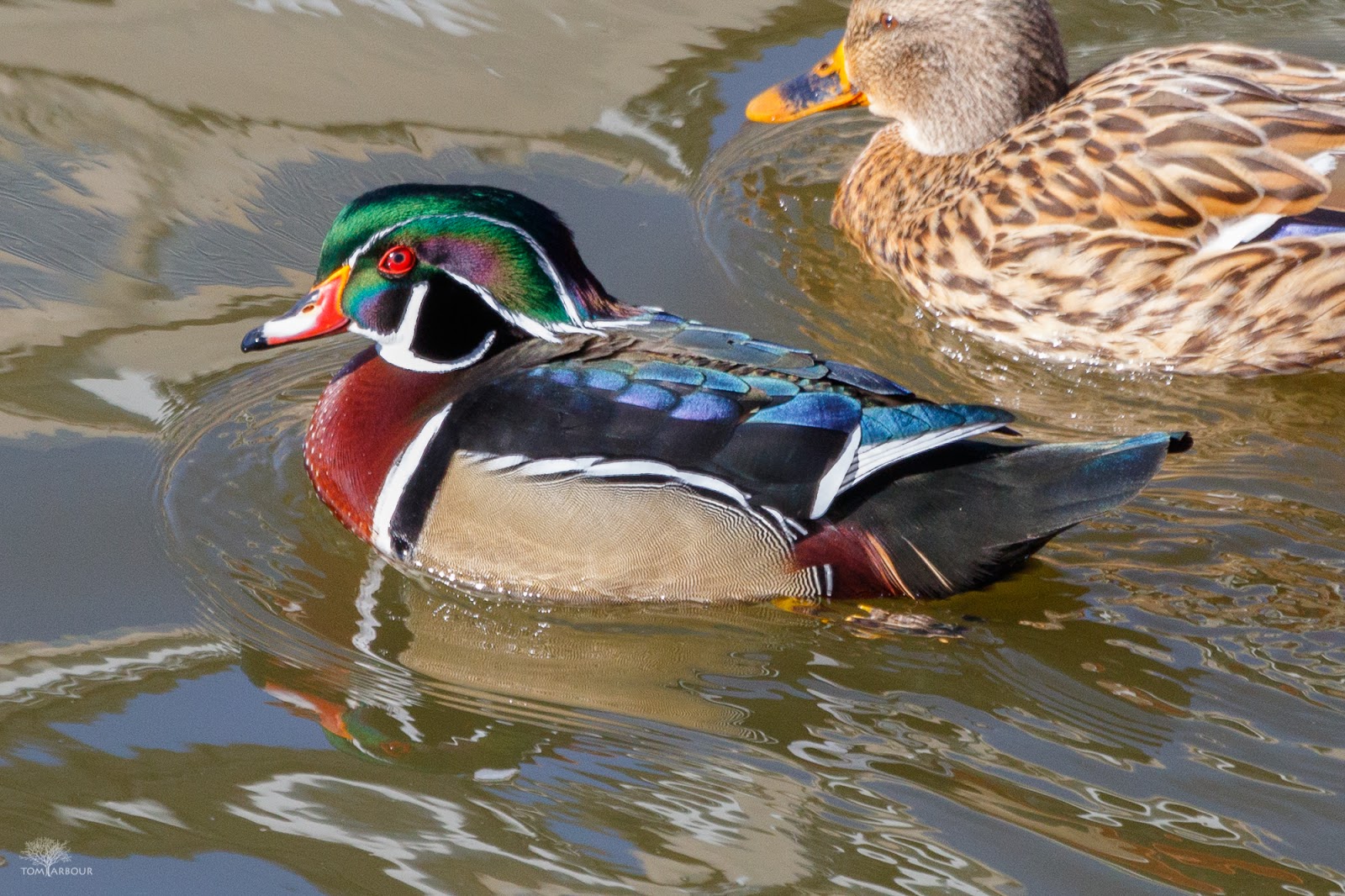 The Ohio Nature Blog Hoover Reservoir Spillway Wood Duck