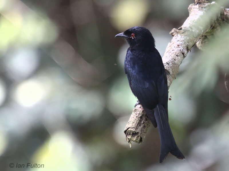 Singing Bird Collection Dicrurus (Srigunting)