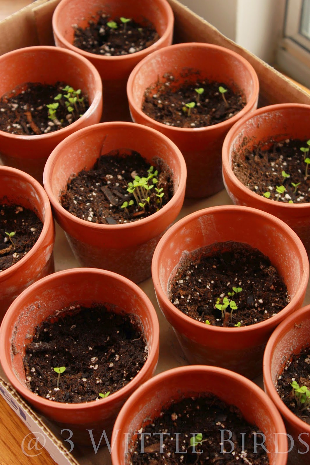 3 Wittle Birds Daisy Flower Garden Journey Session 2