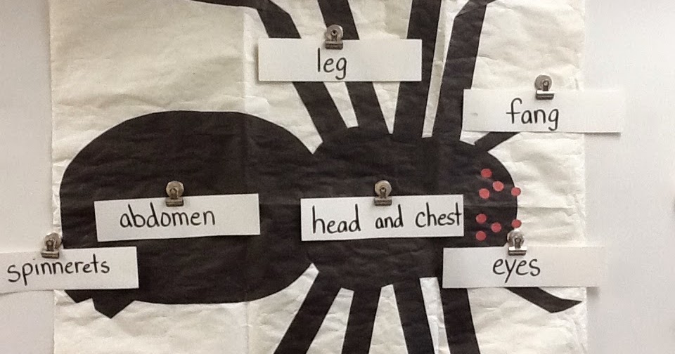 My Teacher's Blog: Spider Diagram