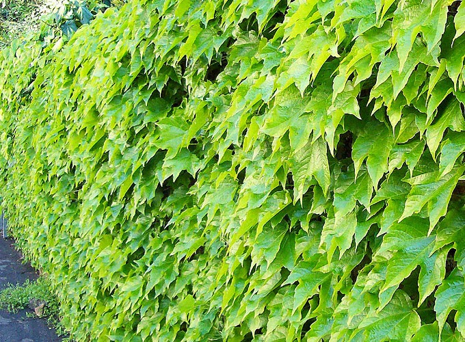 BAYINDIRÇİÇEKDİYARI Amerikan Sarmaşığı (Ampelopsis Veitchii) Sarılıcı