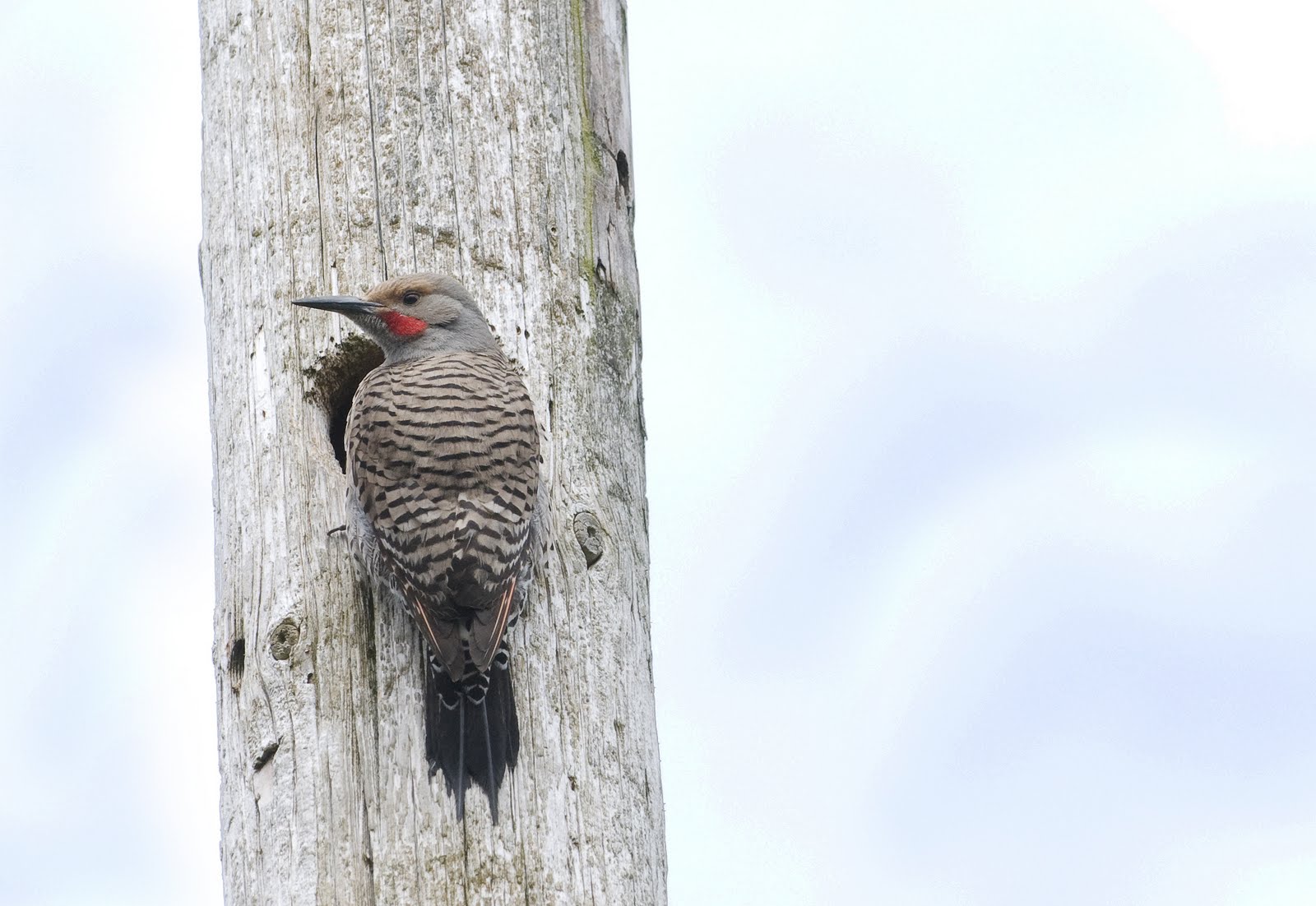 Alasdair Turner Photography Seattle Backyard Birds and How to Attract