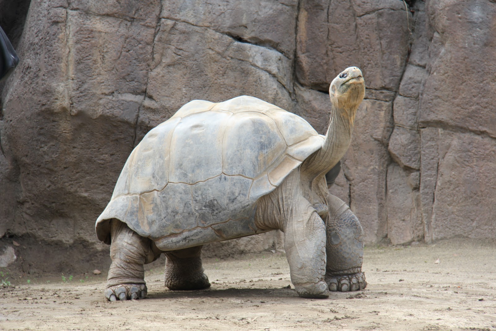 Carlsbad Art Farm: Drawing at the San Diego Zoo