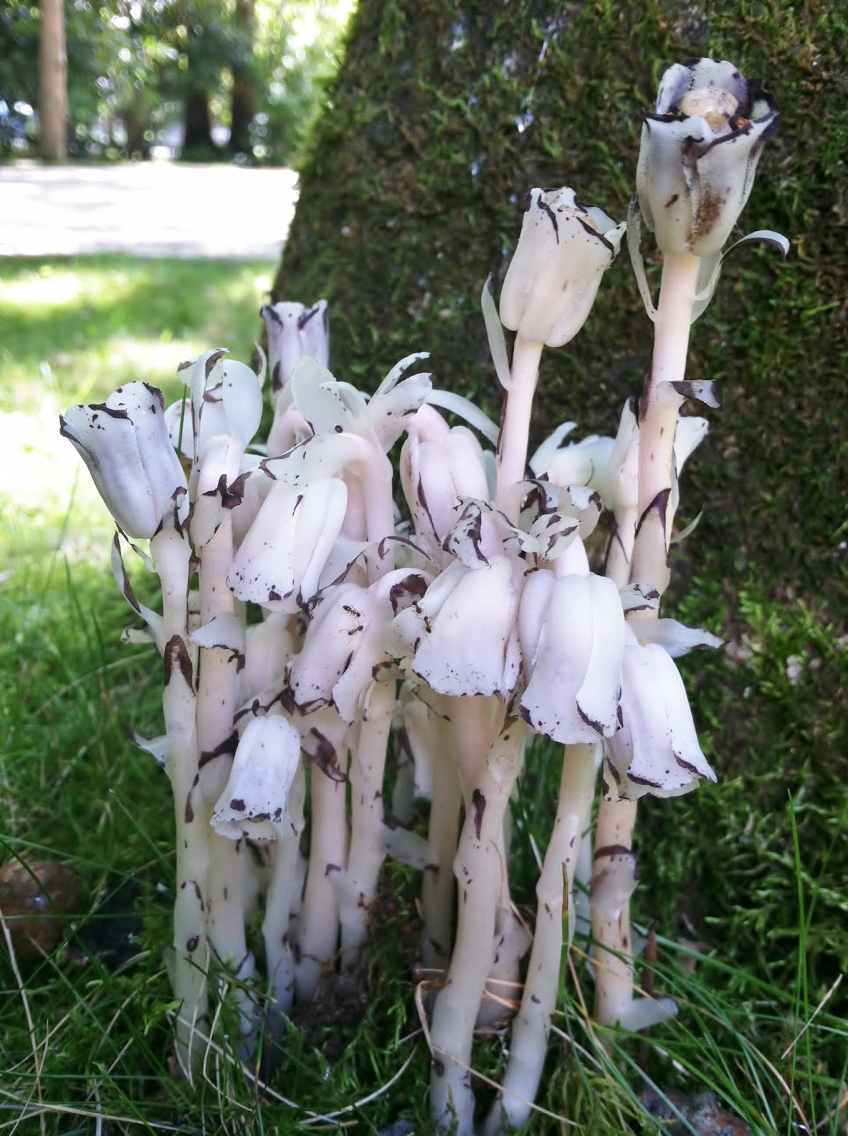 Best of Long Island and Central Florida Indian Pipes