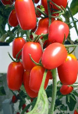 gardening indoors download gardening indoors download