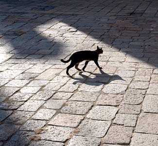Black Cat Superstition Origin Black Cat Superstition Origin