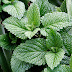 فوائد النعناع - الاعشاب الطبيه - mint