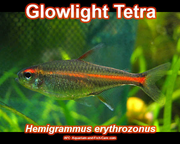 aquarium and fish care glowlight tetra