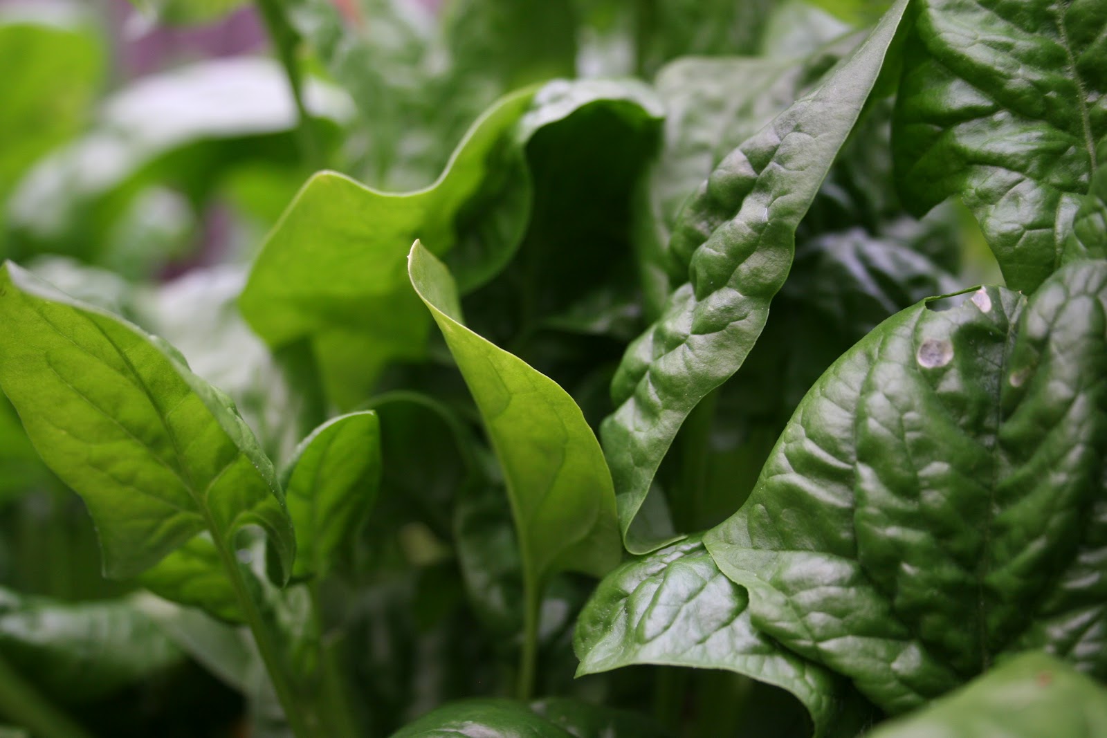 urban food producer The best spinach you'll ever eat