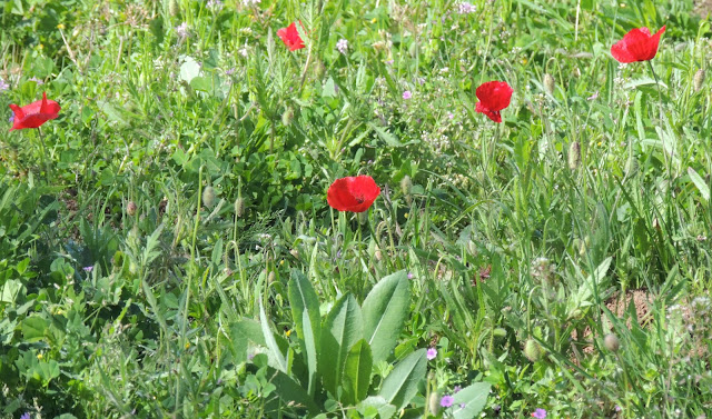 AMAPOLAS AMAPOLAS
