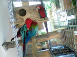 Guacamayo rojo, Ara chloroptera