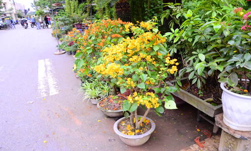 [Image: cho-phien-ha-dong-ruc-ro-sac-hoa-5.jpg]